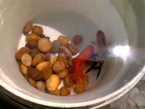 At this point, you could still stop the if your fish is full of eggs, she'll catch the eyes of the males around her and they'll start to chase her around the pond to get her to release the eggs. gold fish breeding and laying eggs in my tank - YouTube