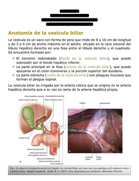 Anatom A De La Ves Cula Y Fisiolog A Biliar Udocz