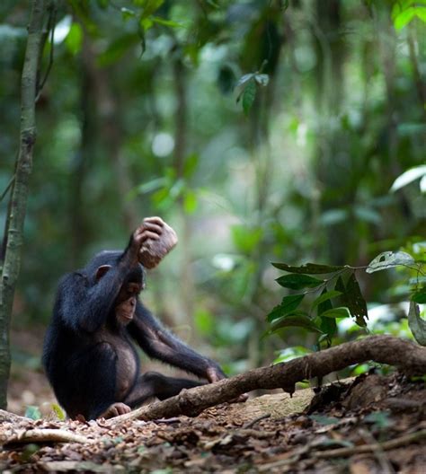 Like Humans Chimps Have Culture Too Live Science