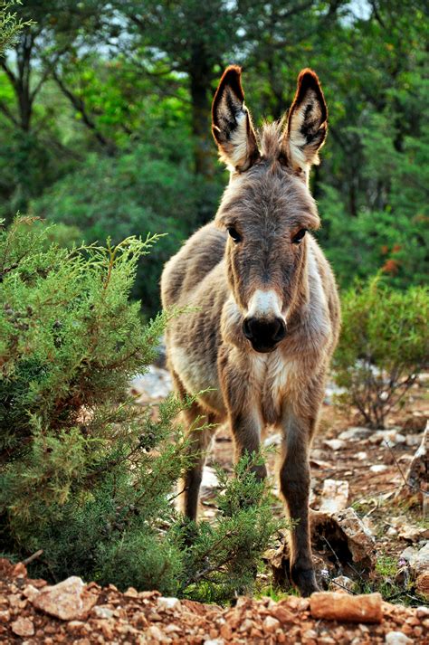 Donkey · Free Stock Photo