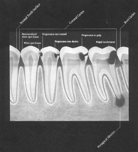 Įmonės insect iq pest control veiklos vieta: Ludlow Family Dentistry - Robert C. Ludlow DDS - Home ...