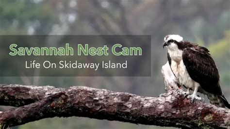 Savannah Nest Cam: Life On Skidaway Island | All Species Highlight