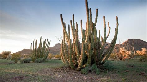 Organ Pipe Cactus National Monument Us National Park