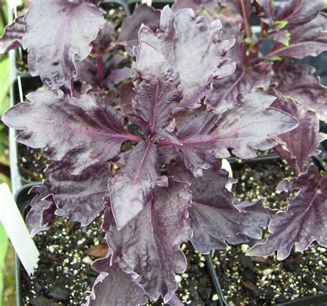 Most manufacturers offer extra services after each sale, including technical support. Basil, Purple Ruffles