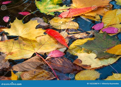 Fallen Colorful Leaves Surface On The Water In The Autumn Season Stock