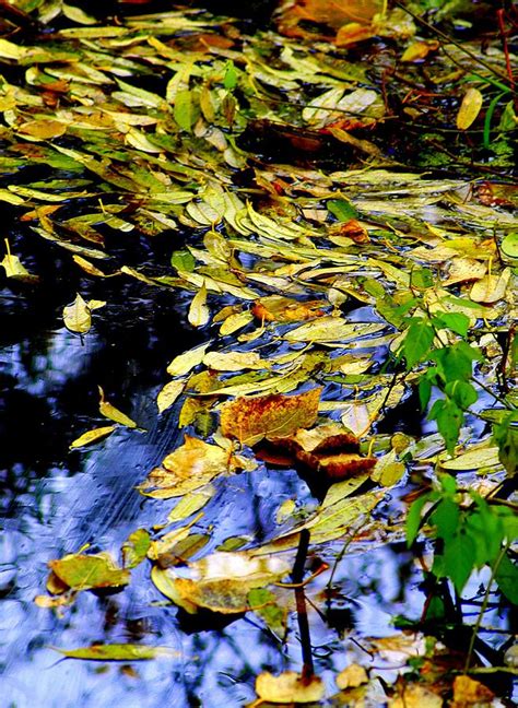 Leaves In An Autumn Stream Photograph By Lori Seaman Fine Art America