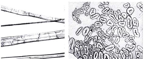 Hal ini terjadi karena masyarakat secara umum menggunakan pakaian yang. Tentang Serat Rami | BLOG TENTANG TEKNOLOGI TEKSTIL