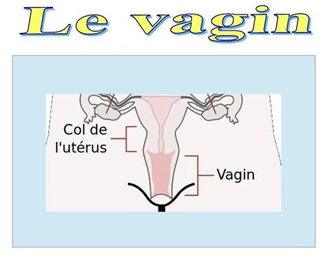 Le Vagin Dans L Anatomie Humaine Spcf