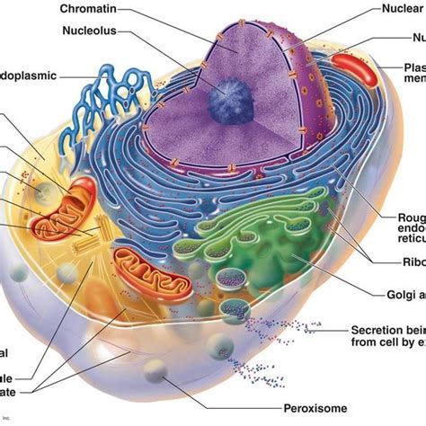 11 Structure Of The Generalized Cell 27 Download Scientific Diagram