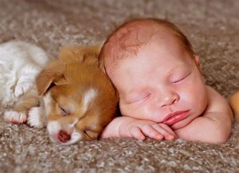 Babies And Pets Musely