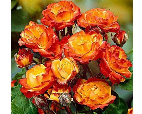Piante grasse da appartamento e piante grasse con i fiori. Pianta Grassa Con Fiori Gialli A Grappolo : Piante Grasse ...