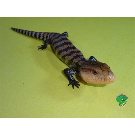 Halmahera Blue Tongue Skink Juvenile To Adult Special Strictly