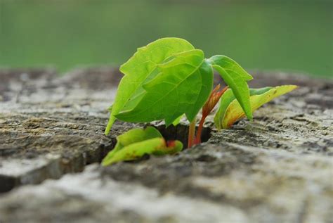 Nature Always Finds Its Way Never Give Up Amazing Pictures