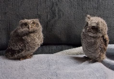 Baby Screech Owls Rehabilitating Orphan And Injured