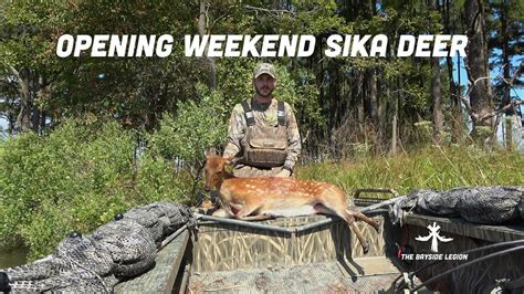 Sika Deer Maryland Archery Eastern Shore 2019 Youtube