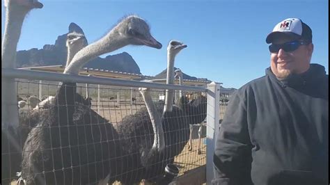 Rooster Cogburn Ostrich Ranch Youtube