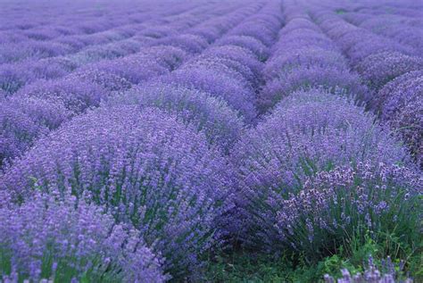 Five Types Of Lavender And Why You Should Plant Them Nitty Gritty Life