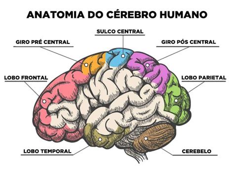 Pin De ☀ Hey ☀ Em Stuffs Lóbulos Cerebrais Anatomia Do Corpo Humano