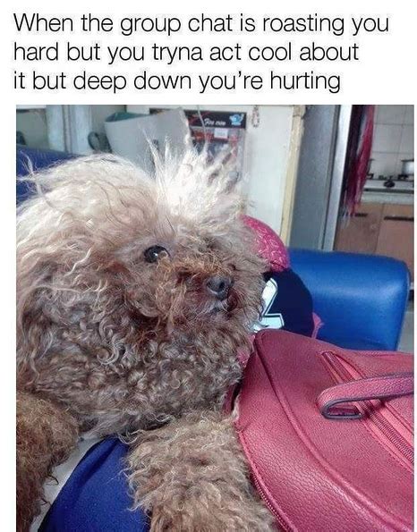 Funny Poodle Memes That Will Make Your Day Petpress Porn Sex Picture