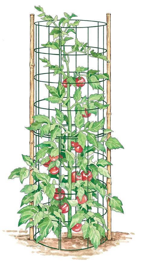 Garden Table Community 3 Simple Ways To Trellis Tomato Plants