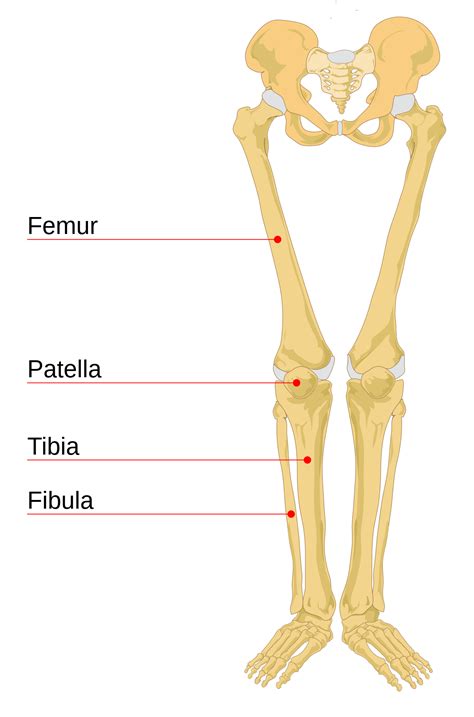 Leg Bone Wikipedia