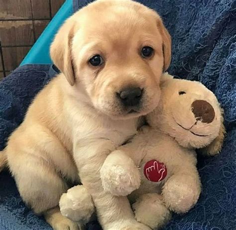 Cute Dog Cuddling With His Teddy Raww
