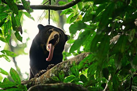 Animals To Watch Out For In Jungle Of Malaysia Backyard Tour