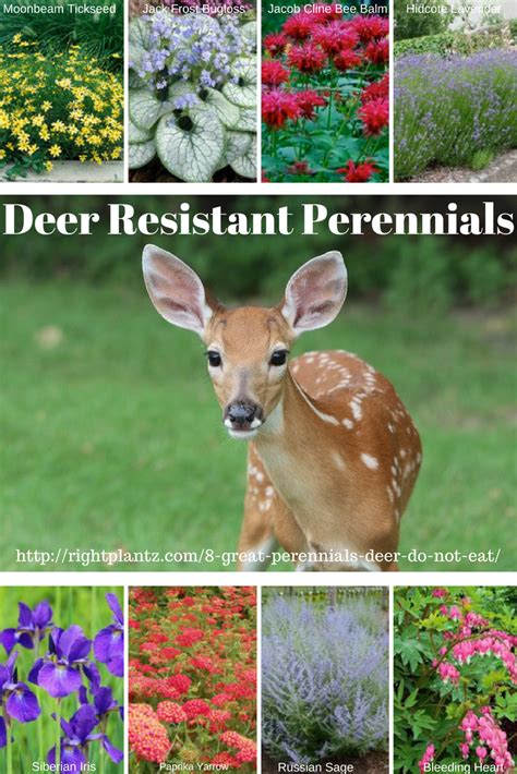 8 Great Perennials Deer Do Not Eat Deer Resistant Landscaping Deer Resistant Perennials Deer