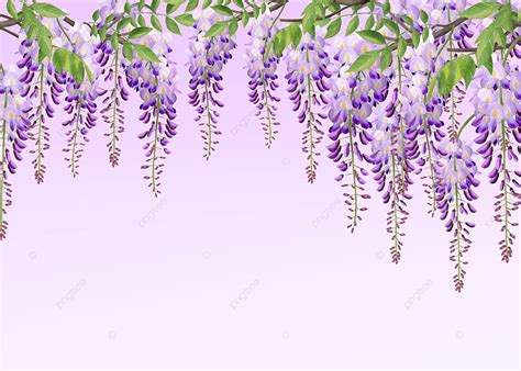 Seamless Wisteria Flowers Purple Background With Green Leaves Purple