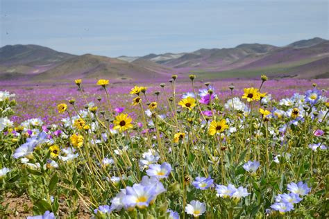 Maybe you would like to learn more about one of these? Free Images : nature, field, meadow, prairie, purple ...