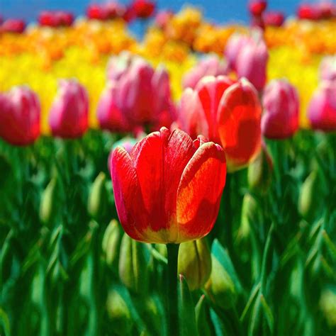 Red Tulip Spring Garden Flowers Photograph By Tracie Kaska Fine Art