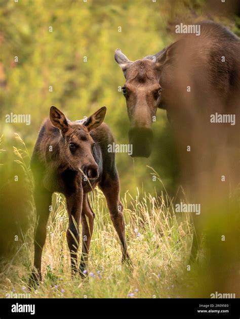 Curious Mother And Calf Moose Through Branches Of Grass Stock Photo Alamy