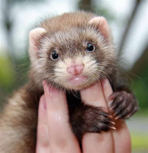 List 94 Pictures Images Of A Ferret Stunning 092023