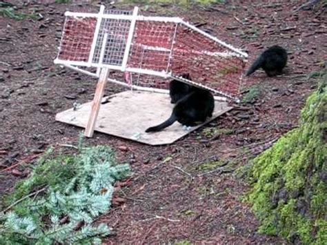 Neighborhood cats has worked with tomahawk, leading manufacturer of humane traps. Trapping Feral Cats.AVI - YouTube