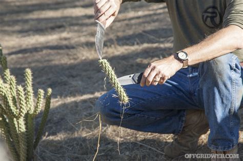 How to remove a cactus manually. 3MR Event Recap Part 2: Wild Edibles, Meat, and Medicine ...