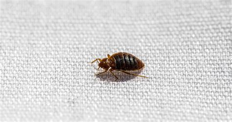 What Are Bed Bugs How To Identify Bed Bugs News Nit