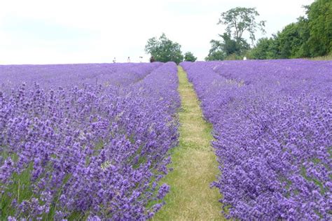 World's best cat litter lavender scented multiple cat clumping formula, 15 lb (1). 4 Breathtaking Lavender Fields in France and U.K. - View ...