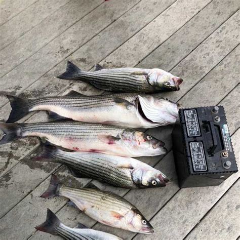 Последние твиты от smith mountain lake (@smlchamber). Catch Striper Fish | Hardy & Smith Mountain Lake, VA ...
