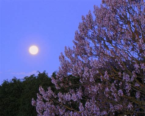 Purple Moon Tree Sarah Macmillan Flickr