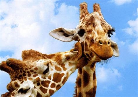 Ten Pictures Of Animals Kissing You Will Fall In Love With