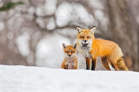 Foxes Cubs Snow Two Fox Wallpapers Hd Desktop And Mobile Backgrounds
