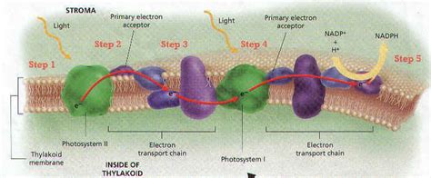 Photosynthesis Biology Junction