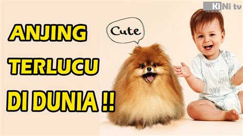 Taman hiburan yang paling aneh di dunia. Foto Hewan Terlucu Di Dunia