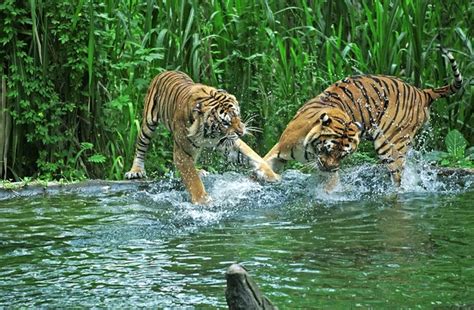 Group Of Tigers Play Fighting In The Water — Stock Photo © Flydragonfly
