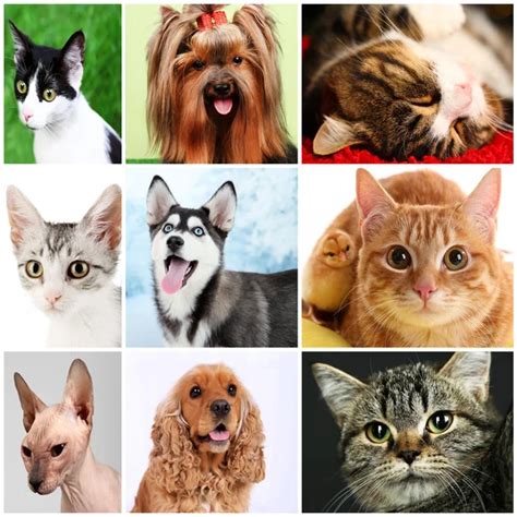 Collage Of Different Cute Animals Stock Photo By ©belchonock 33314163