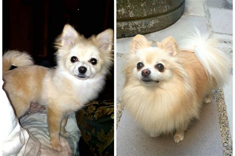 Pomeranian Uglies Before And After Pixel Pomeranian Puppy Puppies