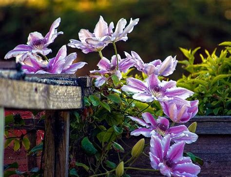 To clematis wilt, a disease that just can't wait even one week so we can first enjoy the flowers! Prevent Clematis Wilt (With images) | Clematis wilt ...