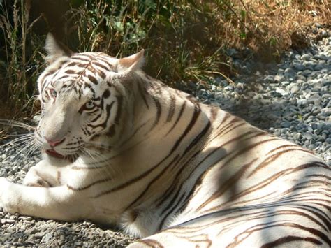 Siberian White Tiger Flickr Photo Sharing