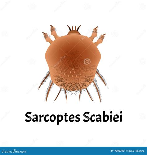 Sarcoptes Scabiei Illustration Of The 19th Century Royalty Free Stock
