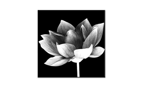 Buy White Lotus Flower On Black Canvas Wall Art Print